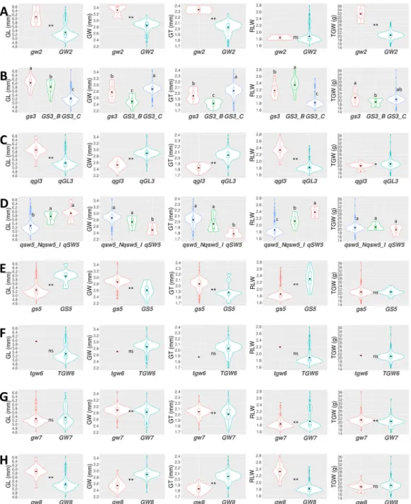 Fig.  2.  Violin  plots  of  grain-related  traits  according  to  allele  types  of  GW2  (A),  GS3  (B),  qGL3  (C),  qSW5  (D),  GS5  (E),  TGW6 (F),  GW7  (G),  and  GW8  (H)