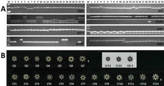 Fig.  3.  Genotype  and  phenotype  of  allele  combinations.  PCR  analysis  to  confirm  the  allele  types  of  varieties  that  represent  the  allele  combinations  of  ecotypes  using  gene  specific  DNA  markers
