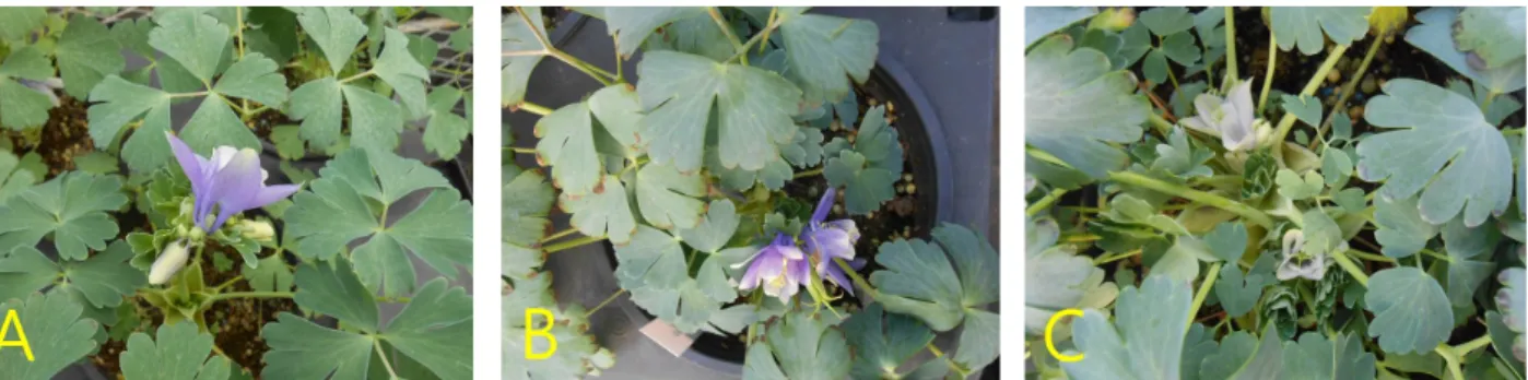 Fig. 2. Effect of gibberellin treatment on flowering characteristic in the cultivation of  A