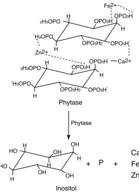 그림  1 Phytate hydrolysis by phytase into inositol, phosphate, and other divalent cations.