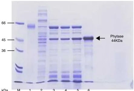 그림  3 SDS-PAGE analysis of Alkaline phytase (DS11) at each purification step from E. 