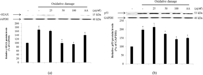 Fig. 5. Inhibitory effect of ECA on the expression of  γ-H2AX (A) and p53 (B) proteins in NIH/3T3 cells induced by oxidative  damage