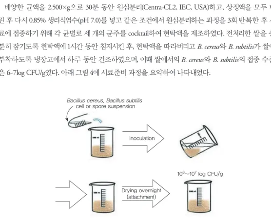 그림 4 Inoculation of vegetative cells and spores of Bacillus cereus and  Bacillus subtilis on rice.