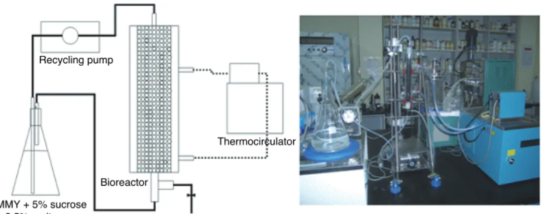 그림  1 Schematic representation of bioreactor used in this work.