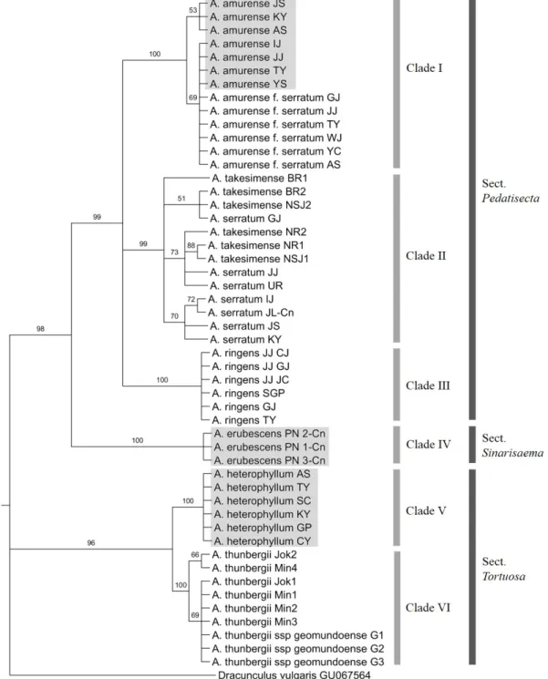 Fig. 1. Bootstrap consensus tree inferred using the Maximum Parsimony method based on nuclear rDNA-ITS sequences of the  Arisaema species