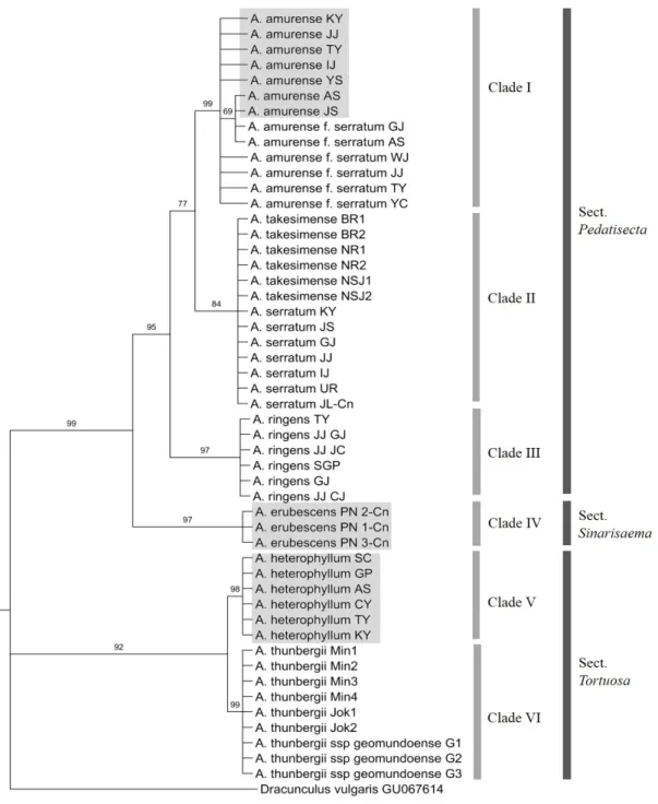 Fig. 2. Bootstrap consensus tree inferred using the Maximum Parsimony method based on chloroplast matK sequences of the  Arisaema species