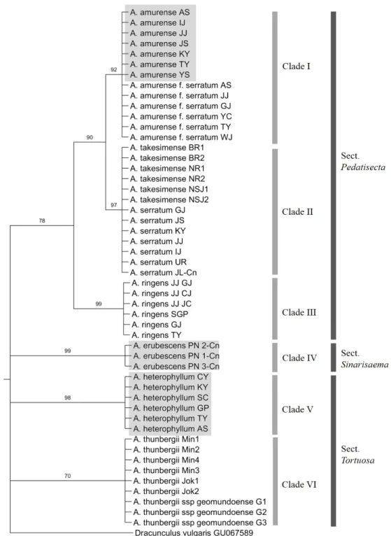 Fig. 3. Bootstrap consensus tree inferred using the Maximum Parsimony method based on chloroplast rbcL sequences of the  Arisaema species
