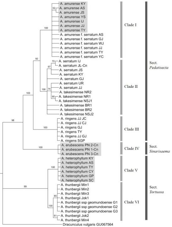 Fig. 4. Bootstrap consensus tree inferred using the Maximum Parsimony method based on the combined sequences (rDNA-ITS,  matK, and rbcL) of the Arisaema species