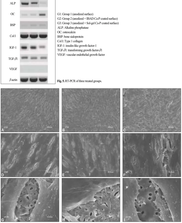 Fig. 6. SEM of cell morphology after culturing for 7 days.