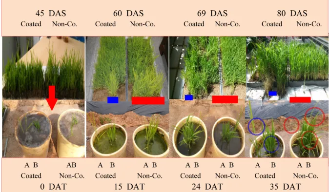 Fig. 2. Effect of coating seeds with water-soluble silicate on the development  of bakanae disease caused by Gibberella  fujikuroi  in seed boxes for raising rice seedlings and in transplanted pots containing infected and healthy seedlings.
