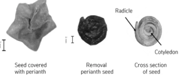 Fig. 1. Morphology and longitudinal section of the seed of  Suaeda asparagoides.남해안 갯벌에 분포하고 있다(Min, 1998)