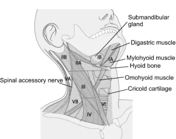 Fig. 1. Nodal levels with corresponding anatomic landmarks.( 48 )