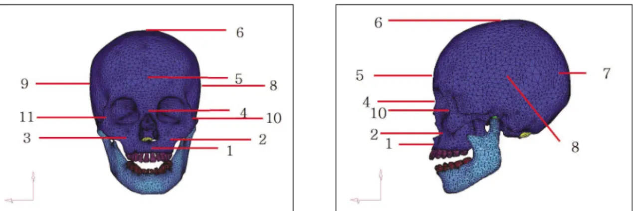 Fig. 1. 11 reference points on maxilla and skull for measuring von Mises stress.