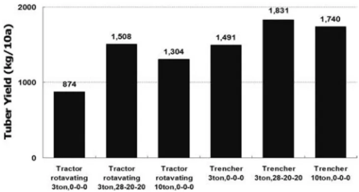 Fig. 1. Effect of fertilizing and plowing for D.  opposita cv  Dan-ma tuber production.