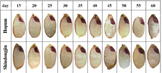 Fig. 4. Germination percentage of non pre-harvest sprouting  seeds after hulling in Hopum and Shindongjin (vertical bar: standard deviation).