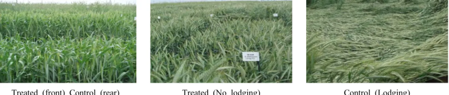 Table 3. Effects of ethephon treatment on ears, litter weight, thousand seeds  weight, seed germination and yield at different  growth stage in triticale.