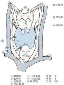 Fig.  1.  Regional  lymph  nodes  in  thyroid  cancer  (Japanese  So- So-ciety  of  Thyroid  Surgery).