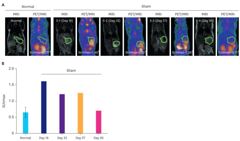 Fig. 3. Inflammatory PET signal aspect for orthotopic model. (A) [ 18 F]-FDG-PET/MRI images of normal (n=2) and sham mouse models