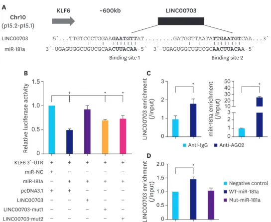 Fig. 1. LINC00703 interacts with miR-181a. (A) A schematic representation of LINC00703 location at chromosome 10 and 2 putative binding sites for miR-181a in  LINC00703