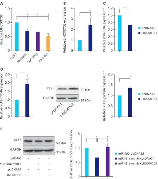 Fig. 2. LINC00703 regulates KLF6 expression. (A) The qRT-PCR analysis, demonstrating LINC00703 expression in several gastric cancer cell lines (MGC-803, SGC- SGC-7901, and BGC-823), compared with normal gastric epithelium cell line (GES-1)