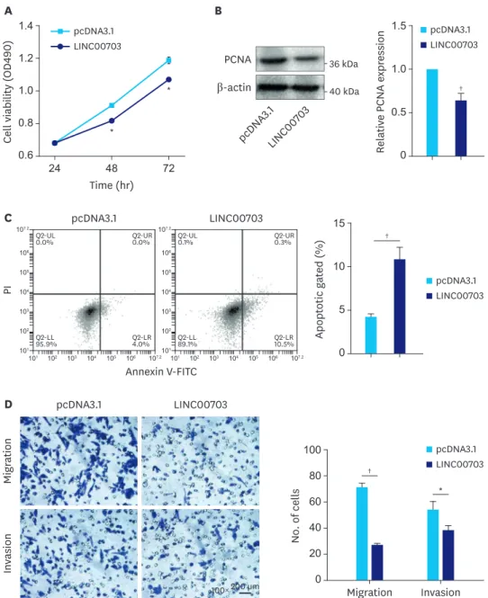 Fig. 3. Functional analysis of LINC00703. BGC-823 cells were transfected with pcDNA3.1 or LINC00703  overexpressing vector (LINC00703)