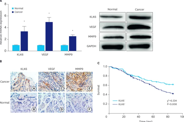 Fig. 5. (A) qPCR and western blot analyses of KLK6, VEGF, and MMP9 expression in gastric cancer and adjacent normal tissues