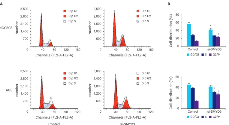 Fig. 3. The anti-proliferation effect of SMYD3-targeted siRNA might be due to G2/M cell cycle arrest