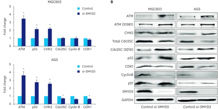 Fig. 4. The absence of SMYD3 could activate the ATM- CHK2/p53 pathway and stimulate the phosphorylation of Cdc25C