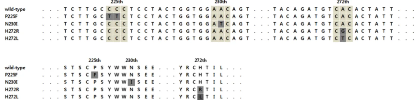 Fig. 3. Comparison of nucleotides (upper) and amino acids (low) sequence of amplified sdhB gene, obtained with gDNA of Botrytis cinerea