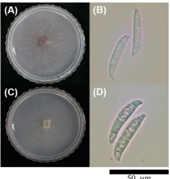 Fig. 3. Phylogenetic tree obtained through the maximum-likelihood of MEGA 10 program using the ITS, SSU rRNA, LSU rRNA sequence of other isolates and that of other isolates of GenBank