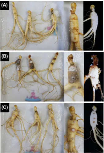Table  1.  Antifungal  activity  of  rhizosphere  bacteria  isolated from ginseng