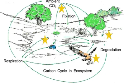 Fig. 1. Diagram for the ecosystem carbon cycle.
