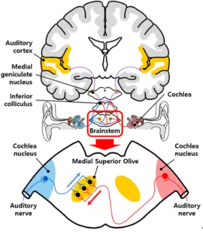 Fig. 11 The auditory pathway and the ITD sensitivity  of the MSO in the brainstem