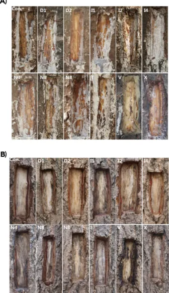 Fig. 6. Callus formation on the wound of Pinus koriensis (A) and Ginko biloba (B) main stem 12 weeks after wounding and application of wound-treatment formulation