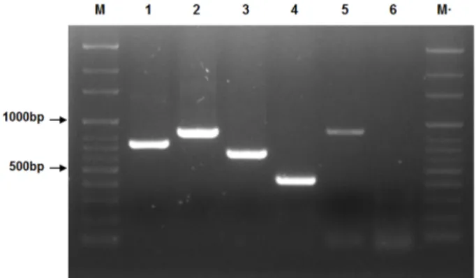 Fig. 4. Detection of biosynthetic genes of Bacillus sp. GH1-13 by PCR amplification. M