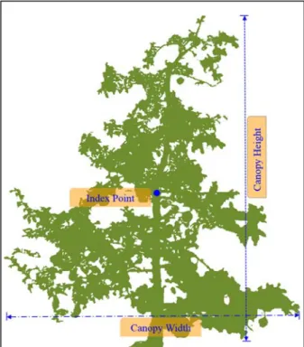 Fig. 1. Diagram of canopy parameter used in this experiment.