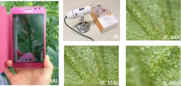 Fig. 2. Morphological characteristics of A. lycopersici and symptoms of tomato infested by A