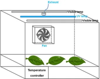 Fig. 1. Schematic drying condition for soybean leaf.