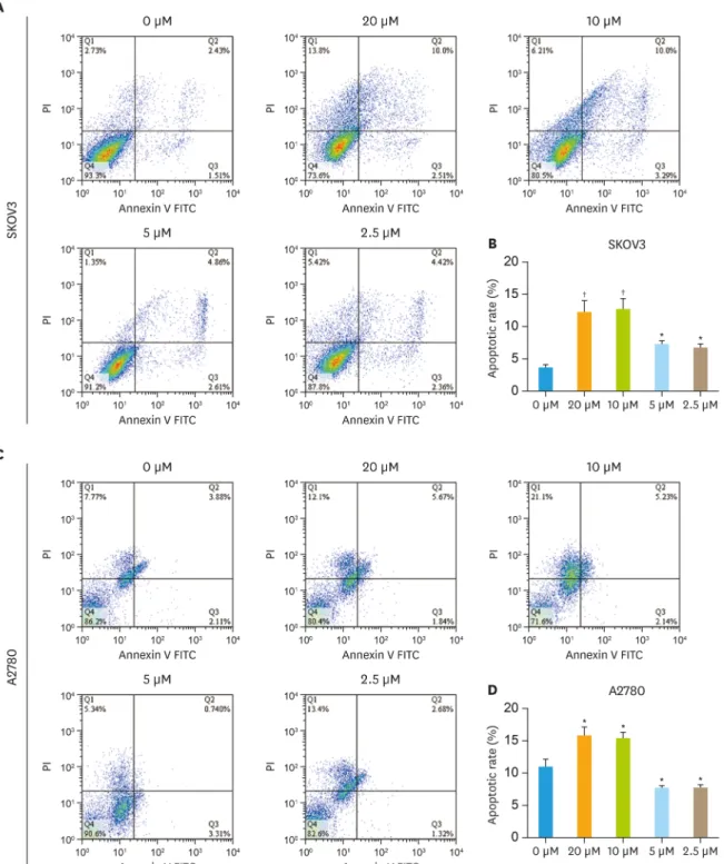 Fig. 2. The effect of different dose olaparib in ovarian cancer cell lines. (A) SKOV3 cells treated with different concentrations of olaparib (20 μM, 10 μM, 5 μM  and 2.5 μM) and then detect apoptosis by flow cytometry