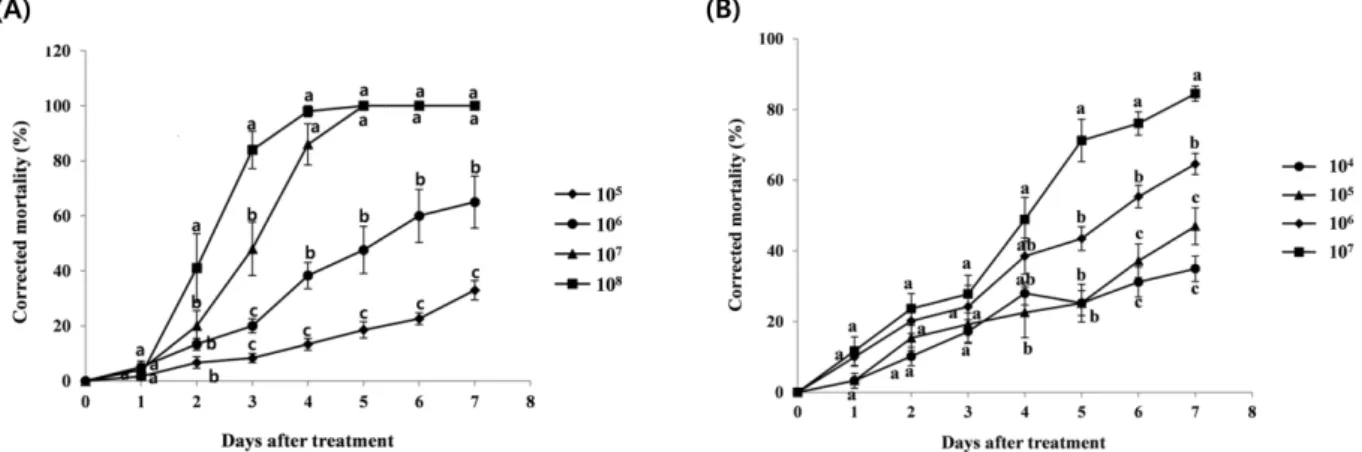 Fig. 4. Corrected mortality of Spodoptera litura larvae by B.