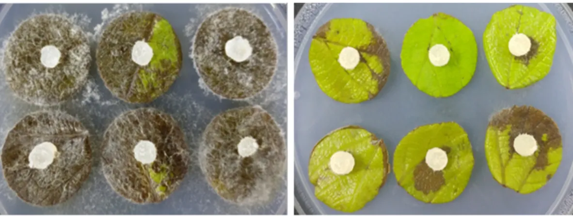 Fig. 5. Suppression of White stain symptoms causing T. roseum by combined treatment of B