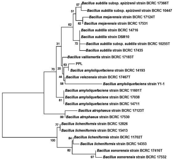 Fig. 1. The characterization of the strain PPL. Neighbor-Joining tree showing the phylogenetic positions of strain PPL and representatives of some other related taxa, based on 16S rRNA gene sequences