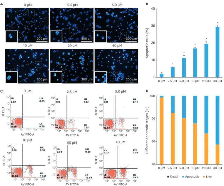 Fig. 2. PAB induces apoptosis in cervical cancer cells. HeLa cells were treated with different concentrations of PAB (0, 2.5, 5.0, 10, 20, 40 μM) for 24 hours