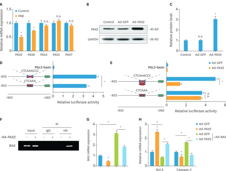 Fig. 4. PAX2 is inhibited by PAB and negatively regulates the expression of BAX. (A) Relative mRNA expression levels of the PAX family genes PAX2, PAX3, PAX5,  PAX7, and PAX8 (n=4)