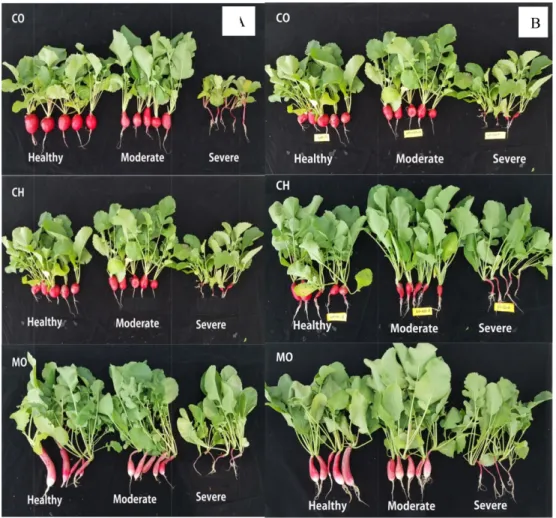 Fig. 2. Growth Comparison of 20 day radish, Comet (CO), Cherry One (CH), and Modum (MO) cultivated in Jeju (A) and Wonju (B) healthy soil and severely and moderately infested soils with common scab disease.