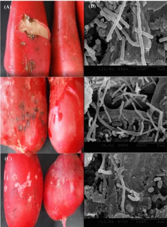 Fig. 4. Scanning electron microscopic observation of Streptomyces scabies mycelia and spores on the common scab symptoms of thee varieties of 20-day radish, Cherry One ((A), (D)), Comet ((B), (C)), and Modum ((D), (F)) (×20,000).