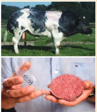 그림 1. 벨지안블루 소 및 세계 최초의 세포배양육 (The cattle site, Bio  Space 재인용)