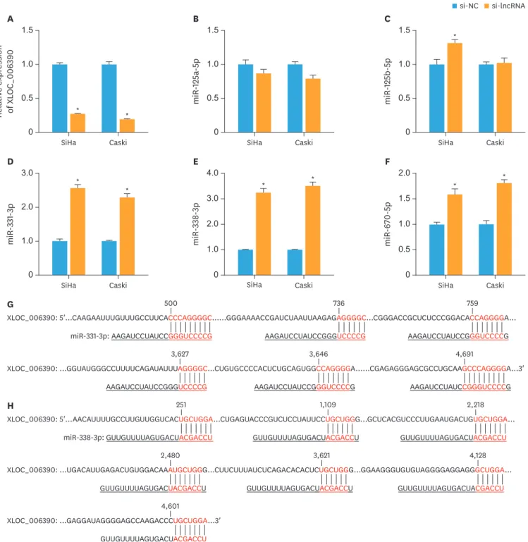 Fig. 1. XLOC_006390 reversely regulates the expression of miR-331-3p and miR-338-3p. (A) The knockdown efficacy of XLOC_006390 in SiHa and Caski cells  confirmed by RT-PCR analysis