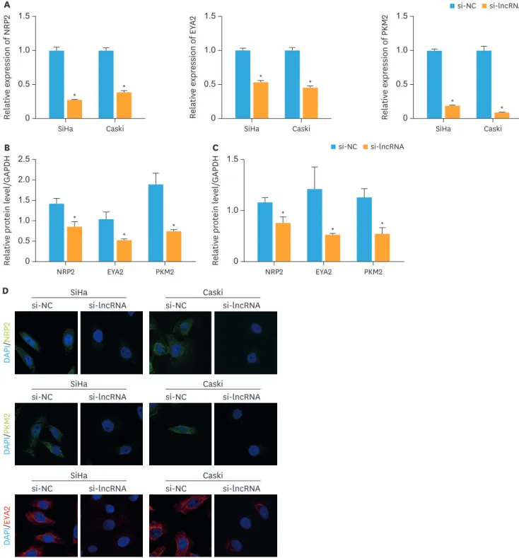 Fig. 3. Knockdown of XLOC_006390 downregulated the expression of miR-331-3p and miR-338-3p target genes