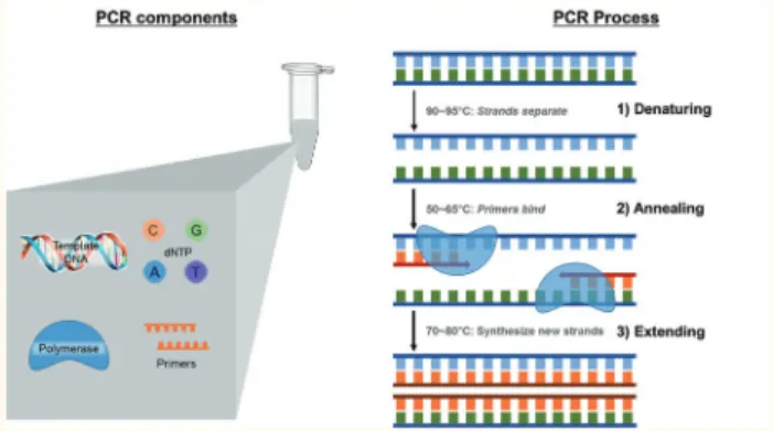 그림 1. PCR 구성 요소 및 PCR에 의한 DNA 증폭과정